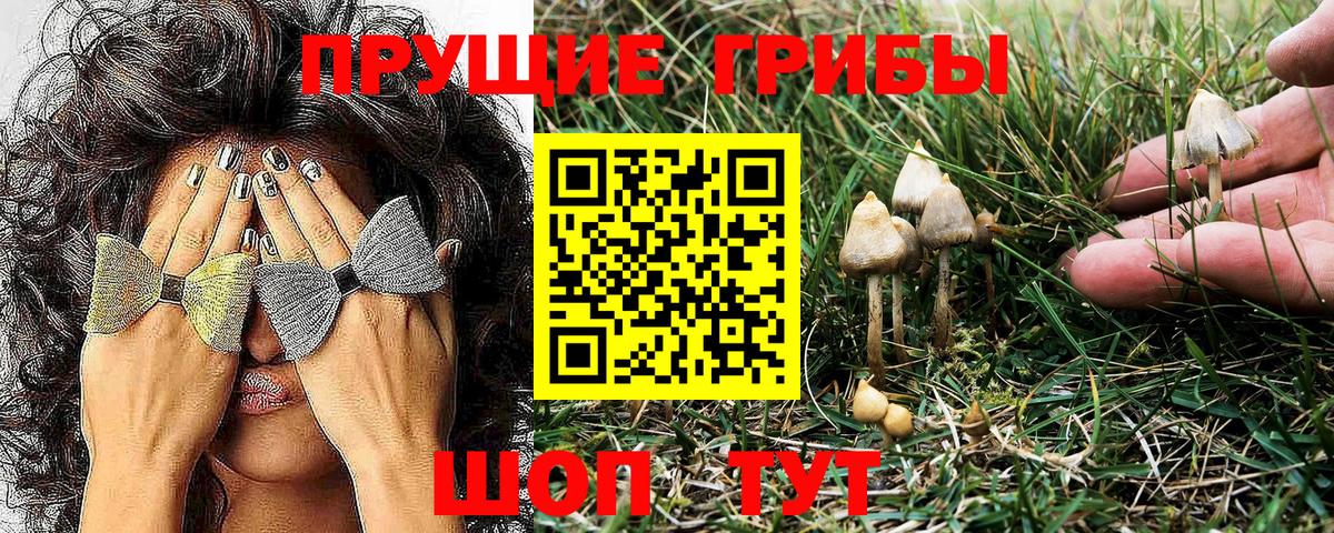 Старая Купавна  Псилоцибиновые грибы Psilocybine cubensis  Вход с VPN 
