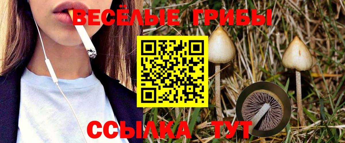Галлюциногенные грибы Psilocybine cubensis Старая Купавна